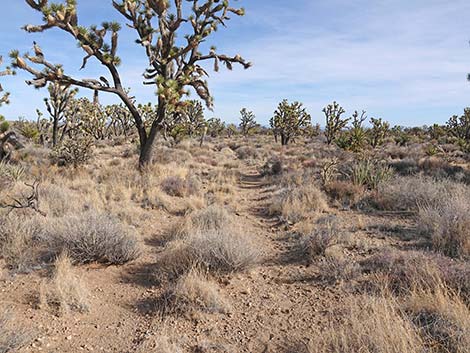 El Dorado Wagon Road Trail