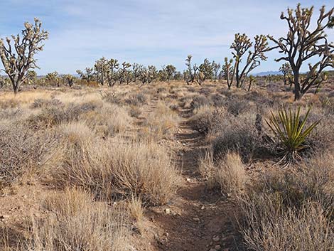 El Dorado Wagon Road Trail