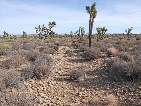 El Dorado Wagon Road Trail