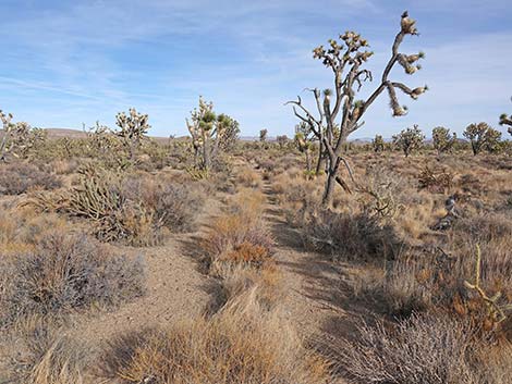 El Dorado Wagon Road Trail