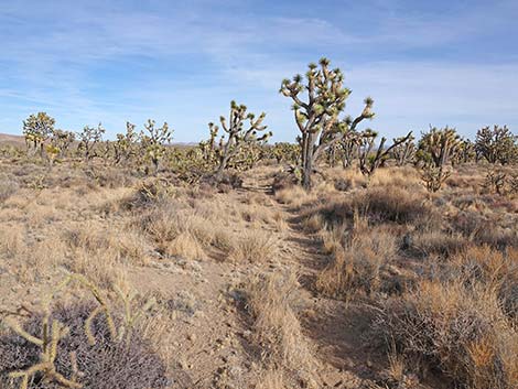 El Dorado Wagon Road Trail