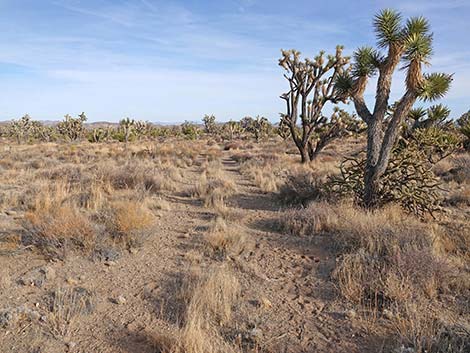 El Dorado Wagon Road Trail