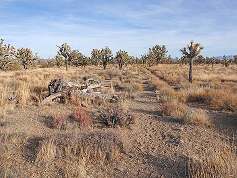 El Dorado Wagon Road Trail