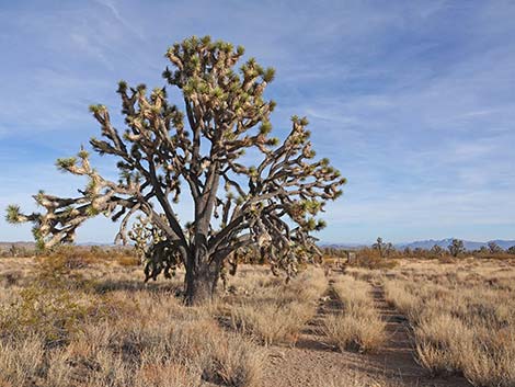 El Dorado Wagon Road Trail