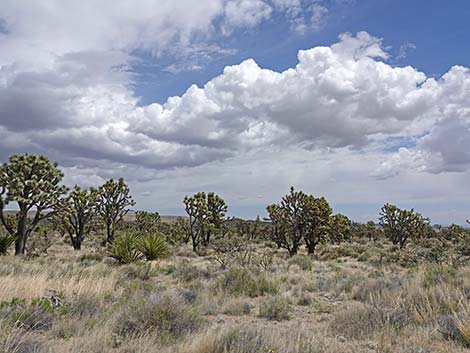 El Dorado Wagon Road Trail