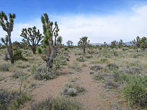 El Dorado Wagon Road Trail