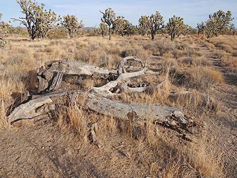 El Dorado Wagon Road Trail