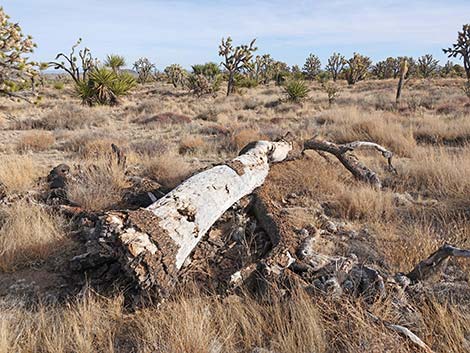 El Dorado Wagon Road Trail