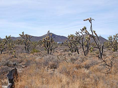 El Dorado Wagon Road Trail