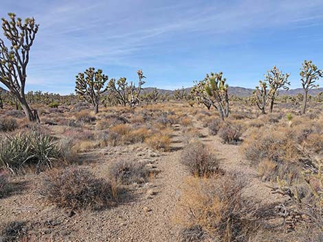 El Dorado Wagon Road Trail