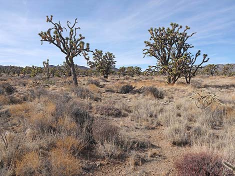 El Dorado Wagon Road Trail