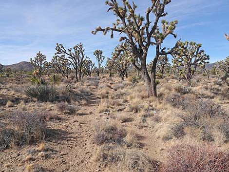 El Dorado Wagon Road Trail