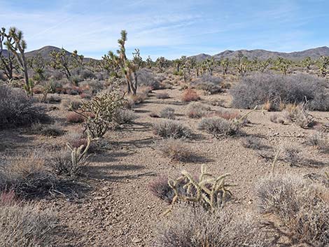 El Dorado Wagon Road Trail