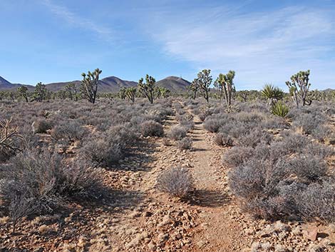 El Dorado Wagon Road Trail