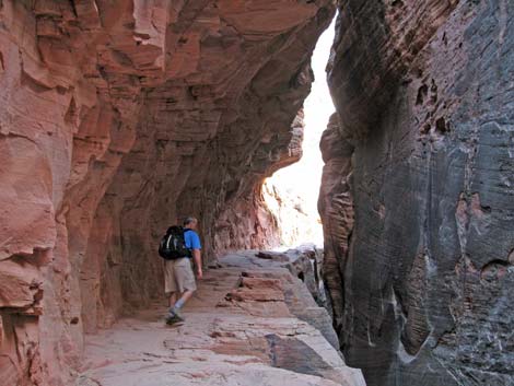 Observation Point Trail