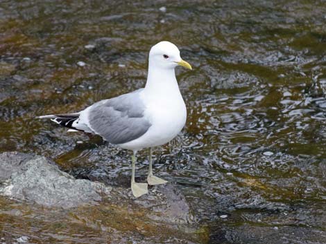 Alaska Birding