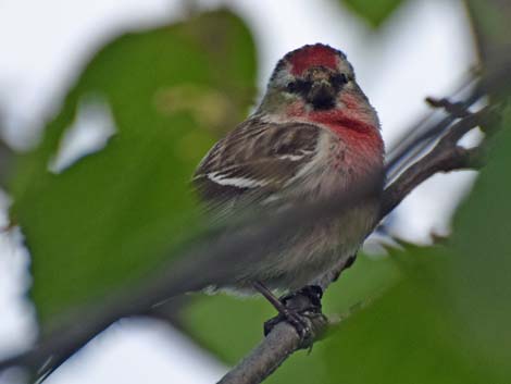 Alaska Birding