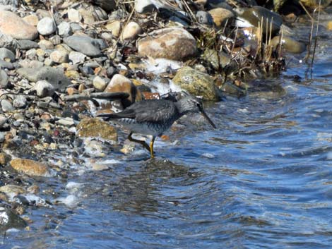 Nome birding