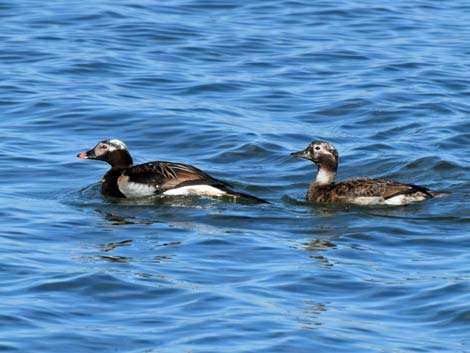 Nome birding