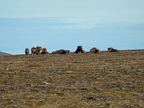 Nome birding