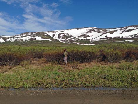 Nome birding