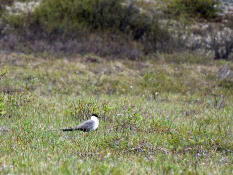 Denali birding