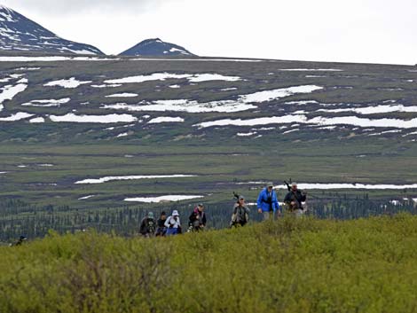 Denali birding