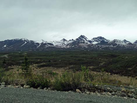 Denali birding