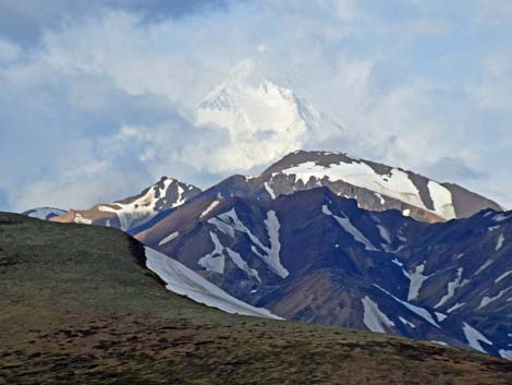 Denali birding