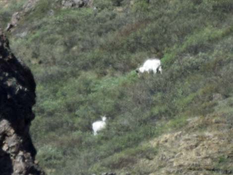 Denali birding