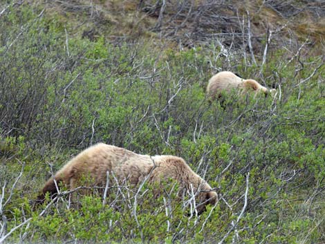 Denali birding