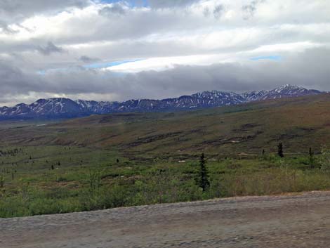 Denali birding