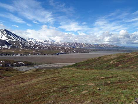 Denali birding