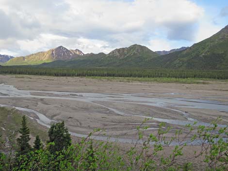 Denali birding