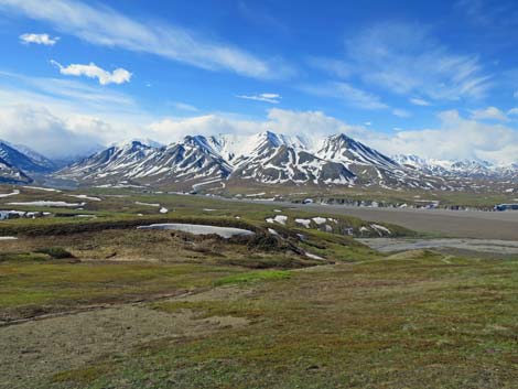 Denali birding