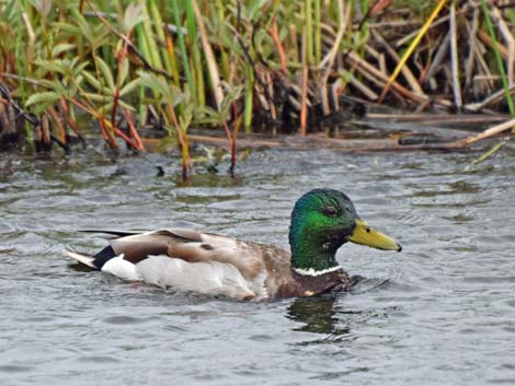 Seward birding