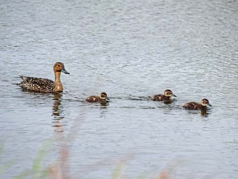 Seward birding