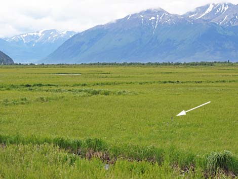 Seward birding