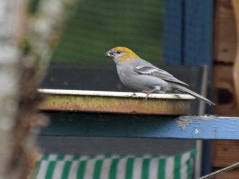 Seward birding