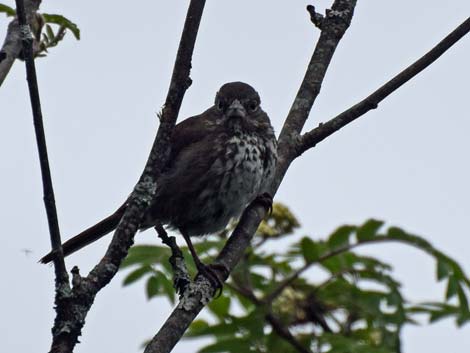 Seward birding