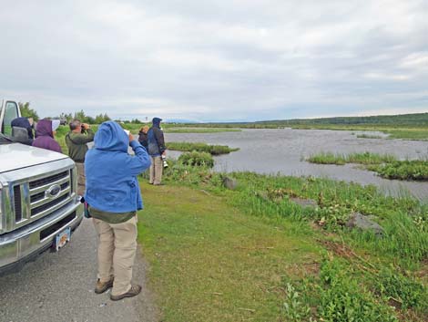 Seward birding