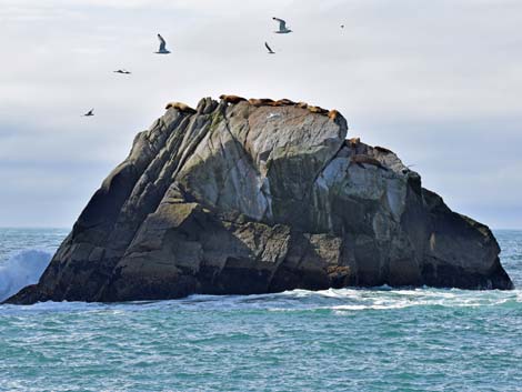 Seward birding