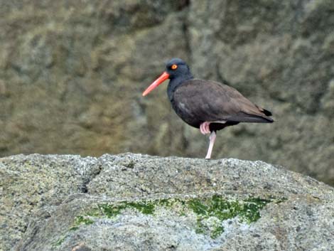 Seward birding