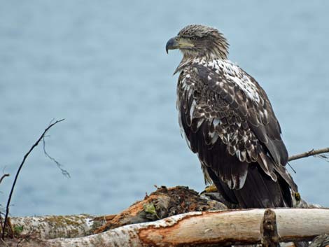 Seward Birding