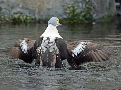 Seward Birding