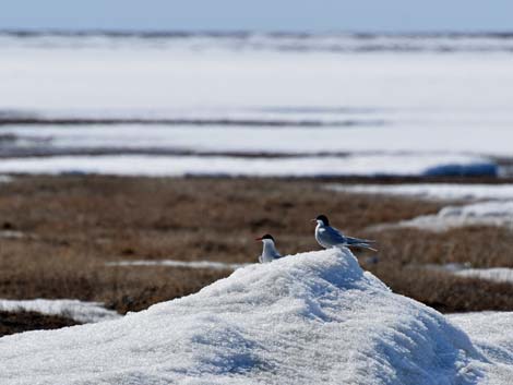 Barrow Birding