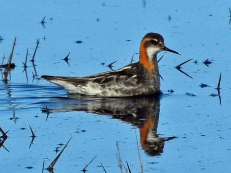 Barrow Birding