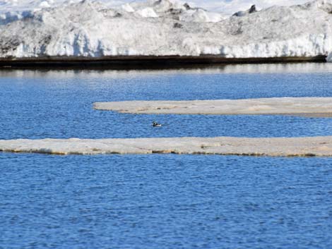 Barrow Birding