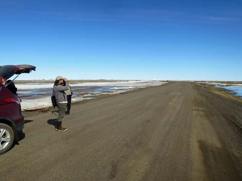 Barrow Birding