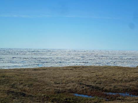 Barrow Birding